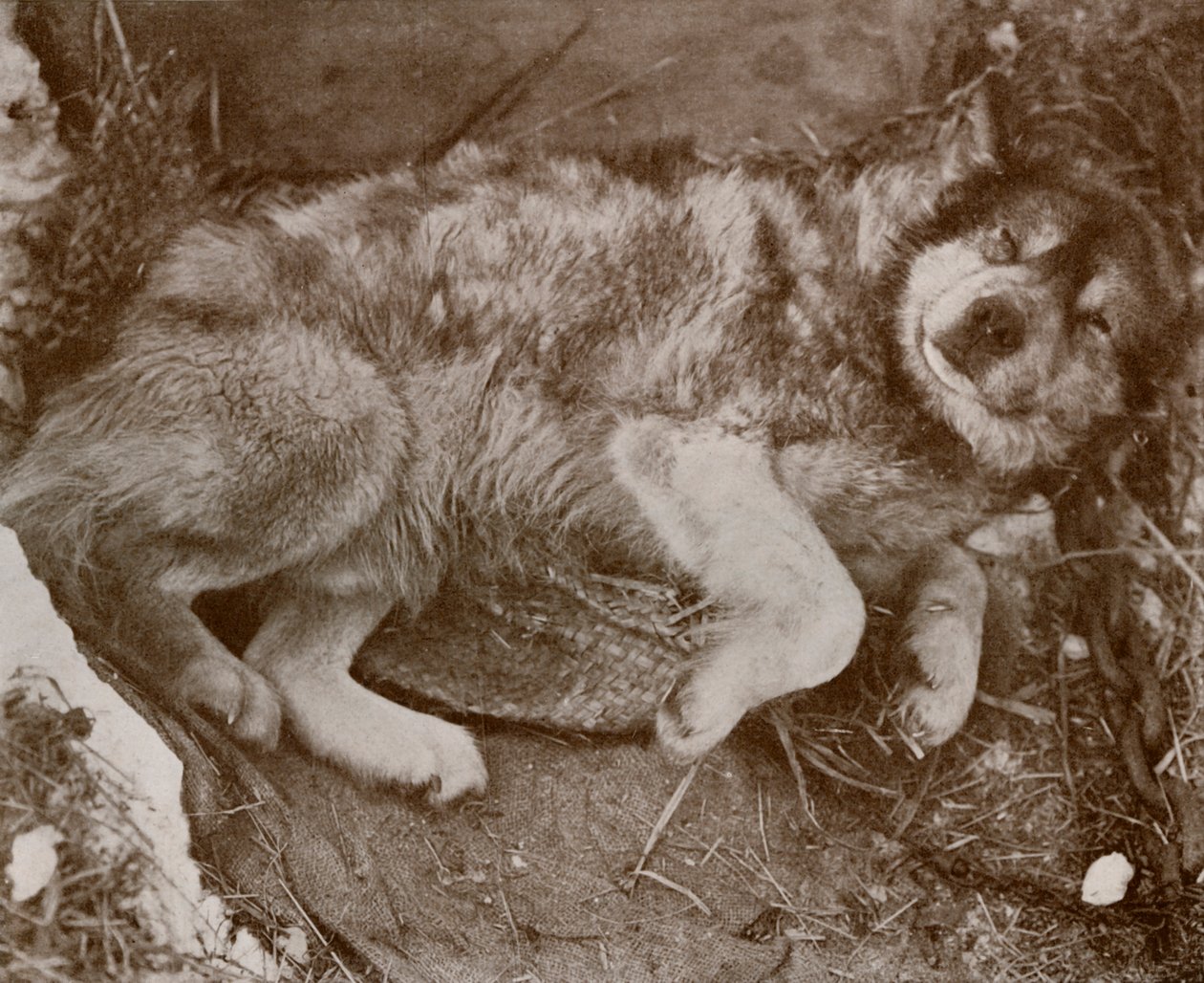 Stareek simuliert, um 1910-1913, 1913 von Herbert Ponting