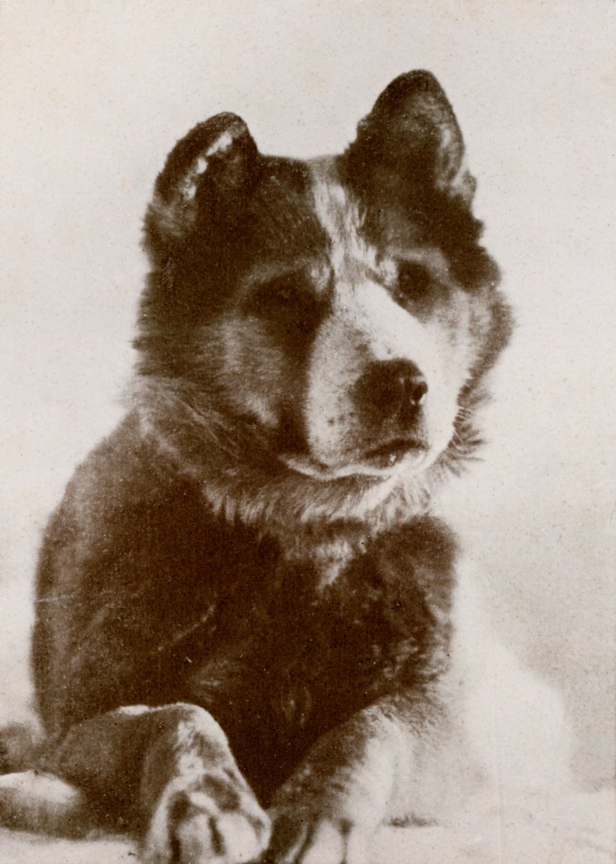 Vaida, ca. 1910-1913, 1913 von Herbert Ponting