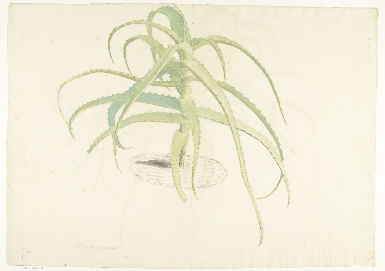 Aloe perfoliata von Herman Saftleven