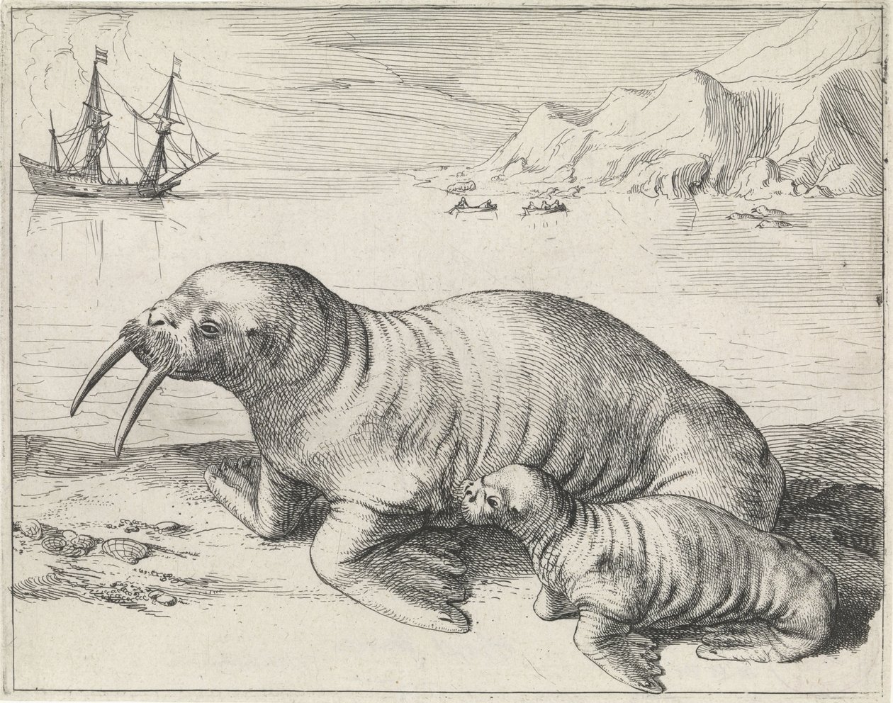 Walross bei Spitzbergen von Hessel Gerritsz