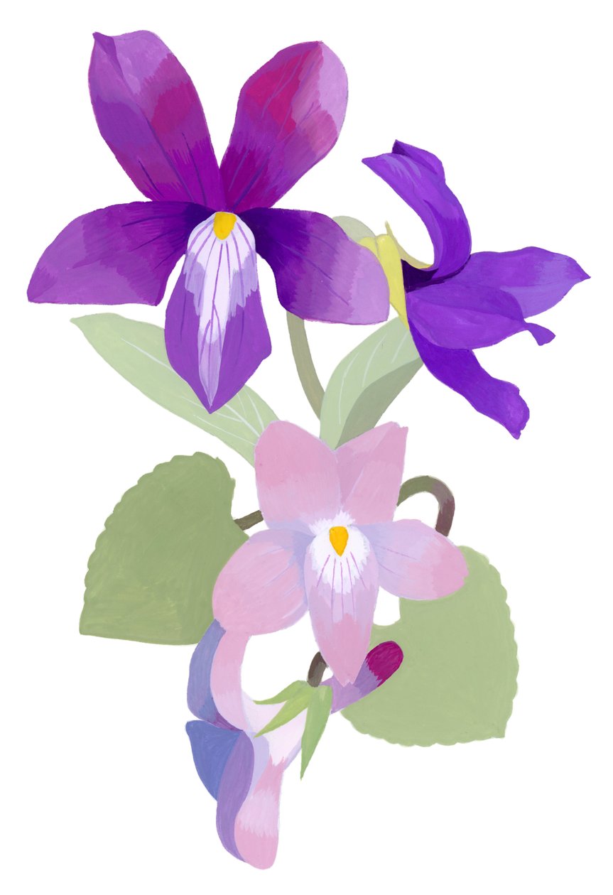 Viola mandshurica von Hiroyuki Izutsu