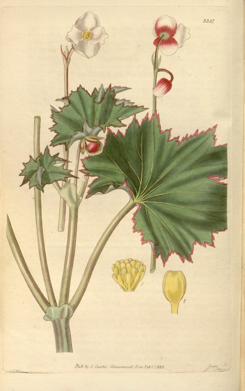 Begonia geraniifolia von Hooker