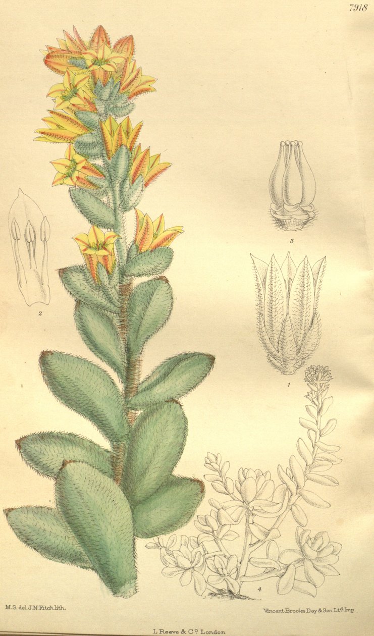 Echeveria pulvinata, als Cotyledon pulvinata von Hooker f.