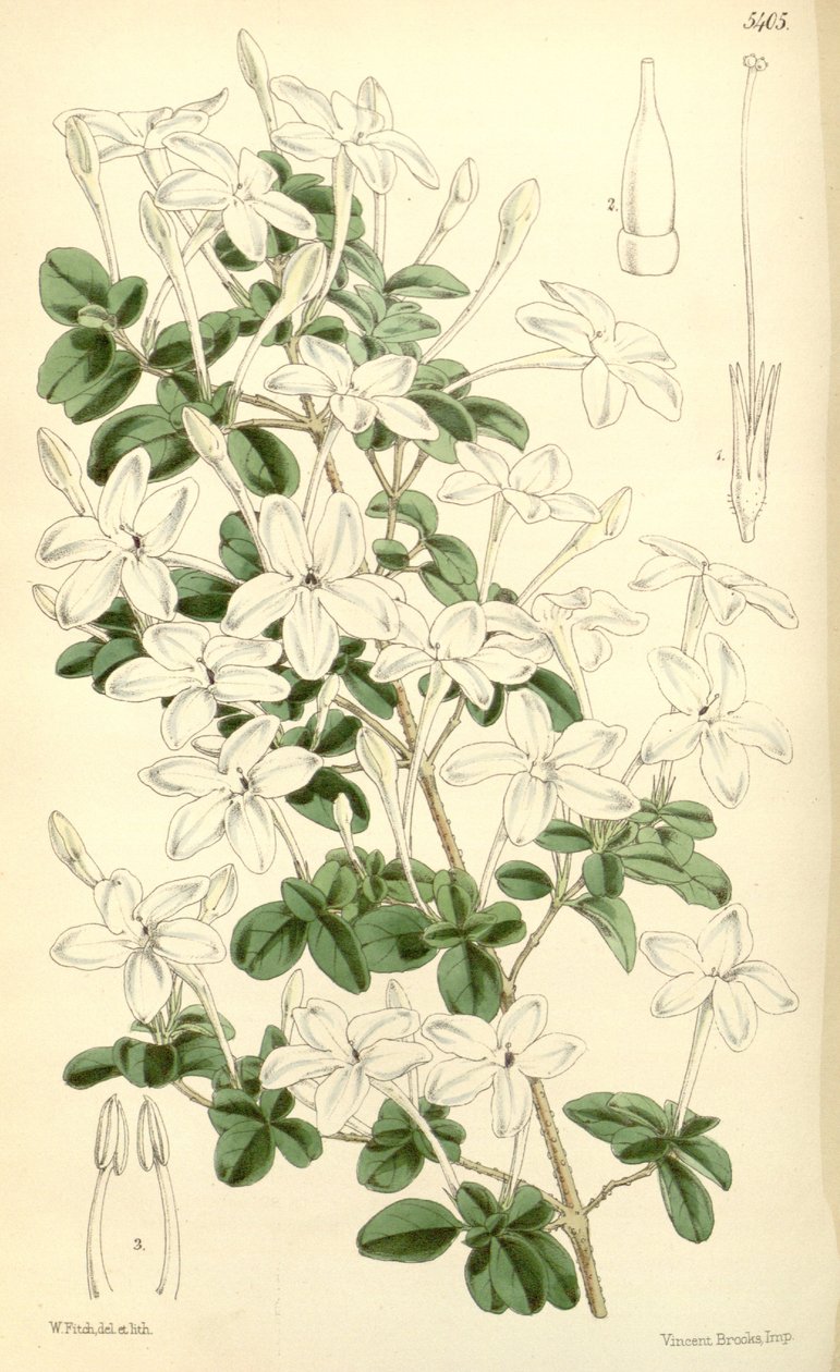 Pseuderanthemum tuberculatum von Hooker f.