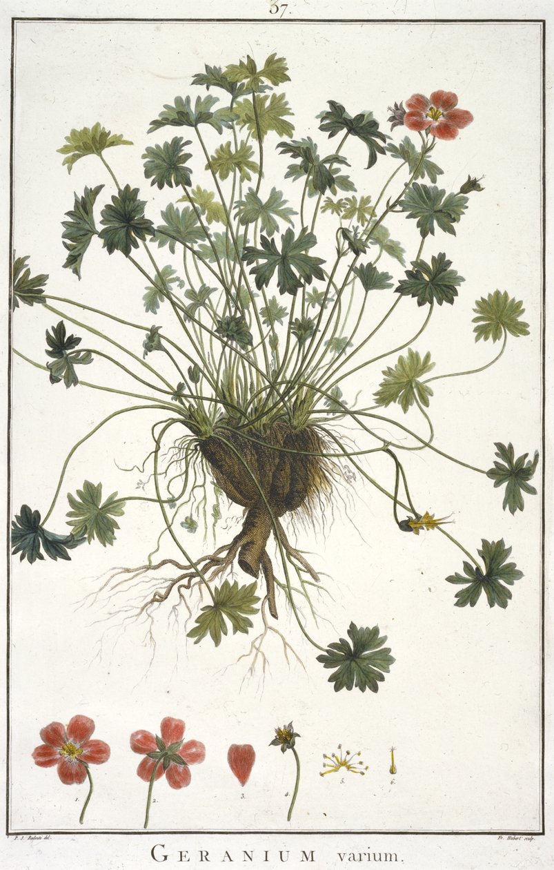 Geranium varium, aus Geraniologia, seu Erodii, Pelargonii, Monsoniae et Grieli historia iconibus illustrata von Hubert Robert