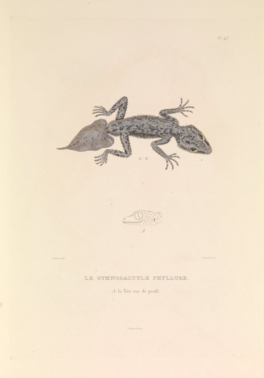 Der Gymnodactyle Phyllure von Hyacinthe Yves Philippe (1781 1846) Potentien