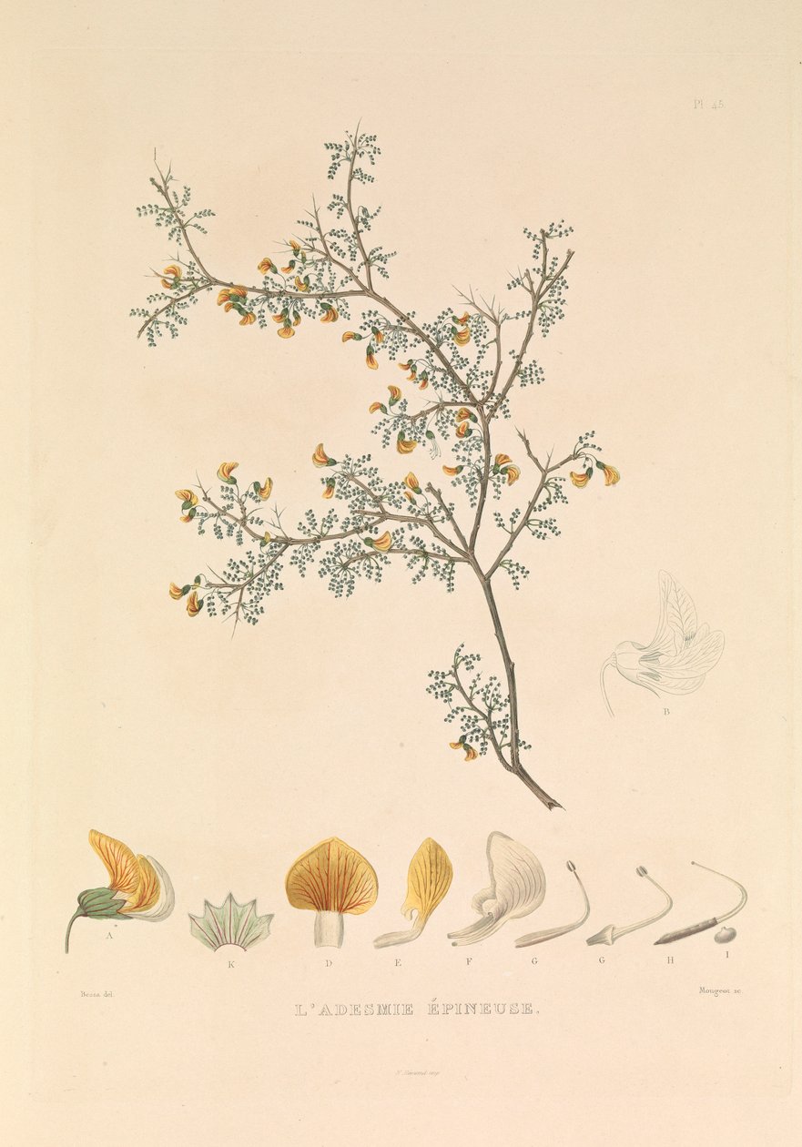 Die Adesmie Épineuse von Hyacinthe Yves Philippe (1781 1846) Potentien