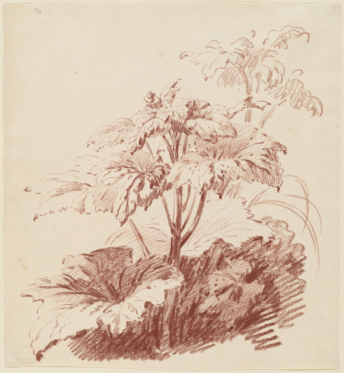 Blühende Pflanze mit Knospen von I Jean Baptiste Hüet