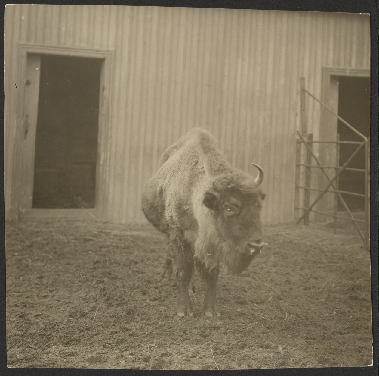 Bison von Iakob Vladimirovich Shteinberg