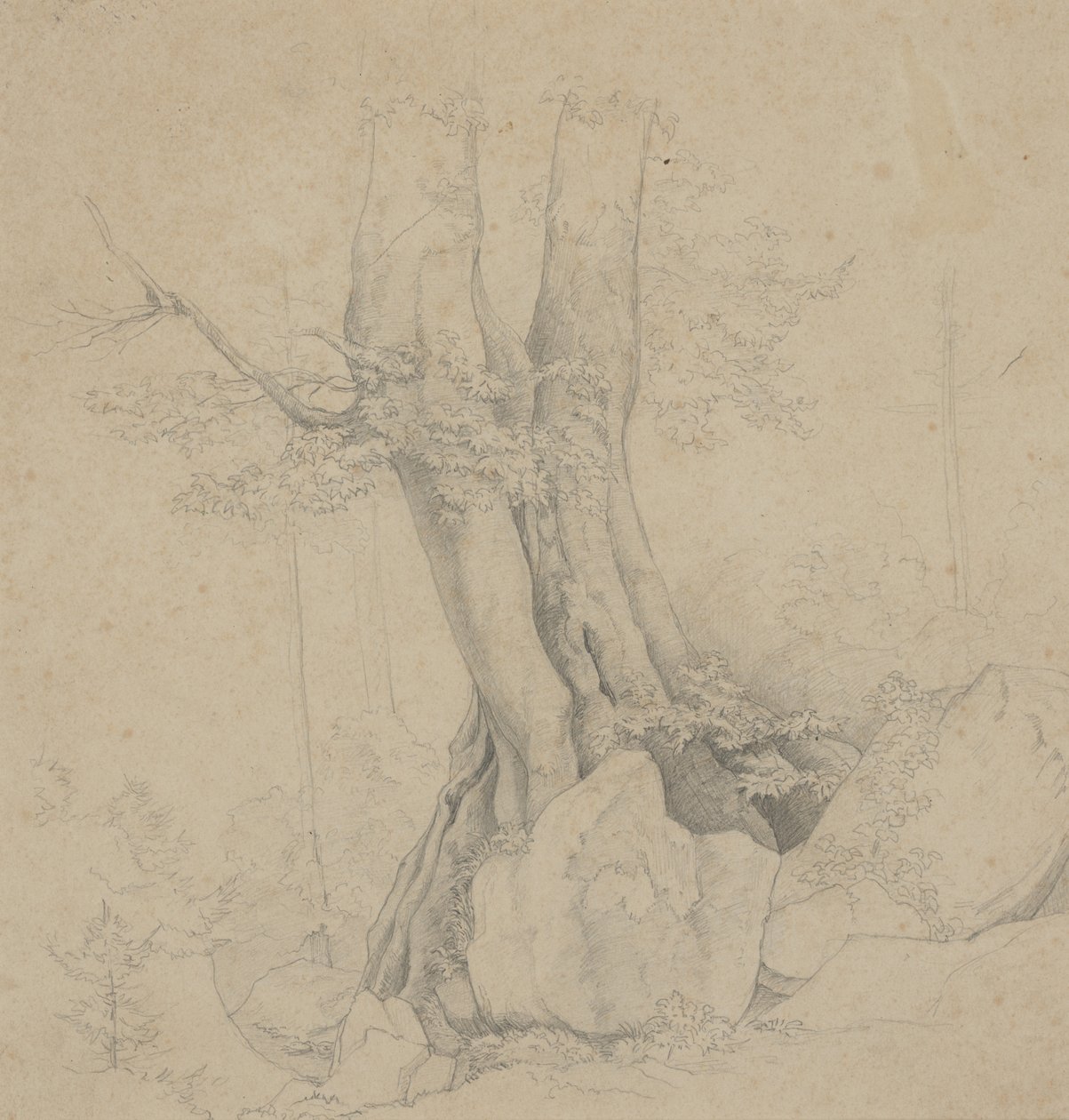 Baum und Felsen von Ida Weisselberg Hadra