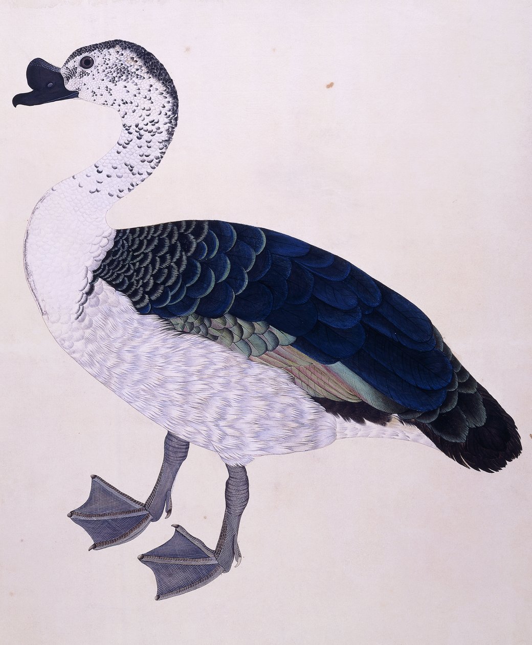Ein Kamm-Ente, ca. 1800 von Indian School