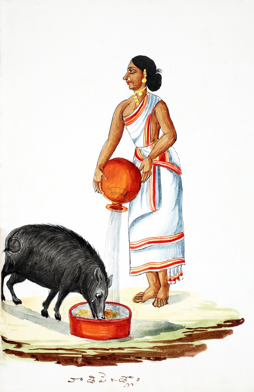 Ein Wildschwein füttern von Indian School