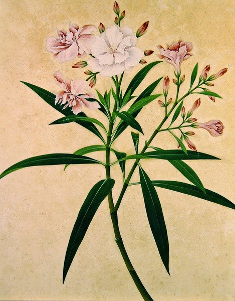 Oleander, ca. 1840 von Indian School