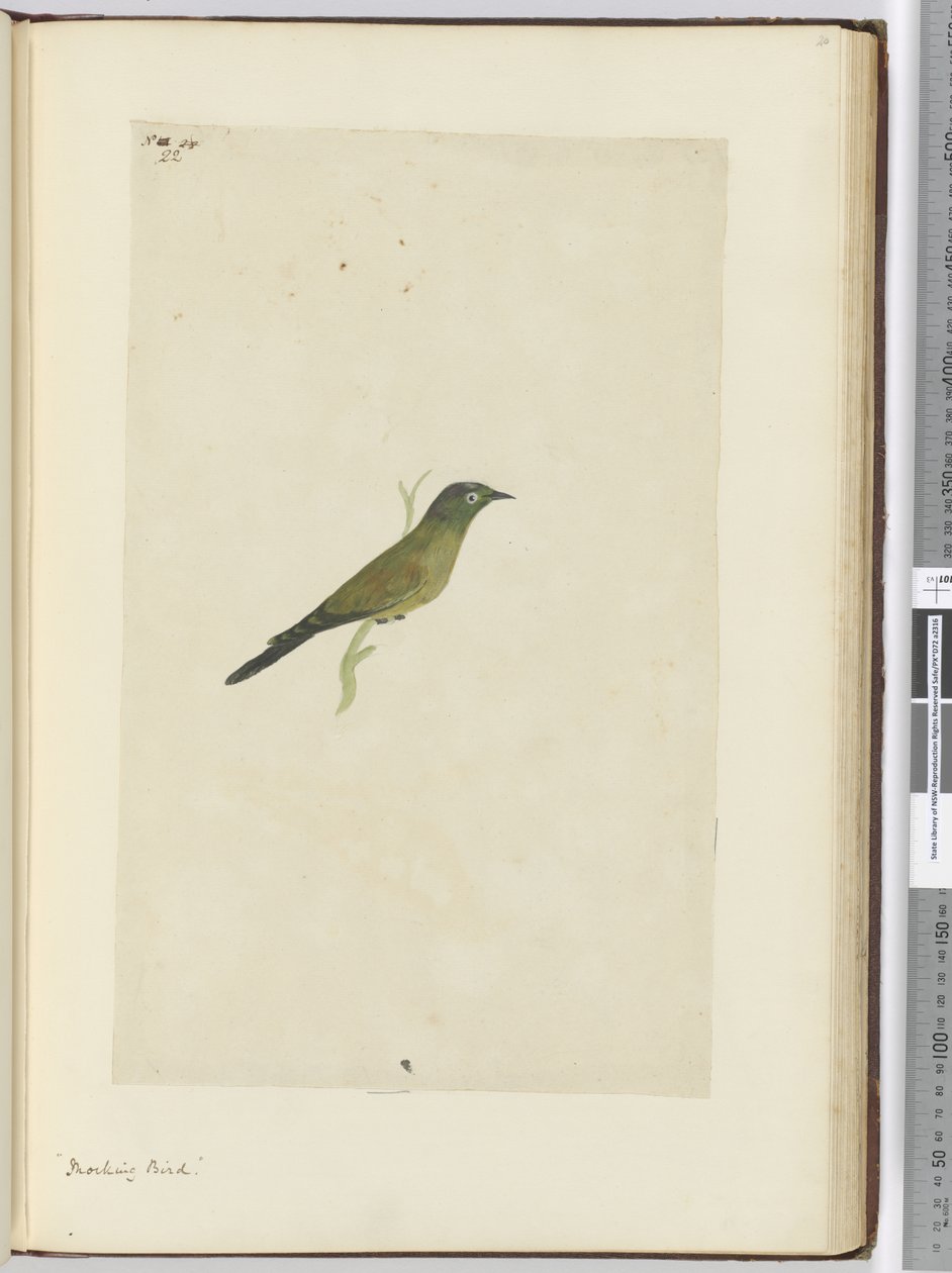 F.22 Spottdrossel, 1772-75 von Isaac Smith