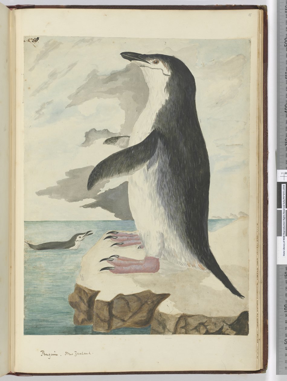 Pinguin. Neuseeland, 1772-75 von Isaac Smith