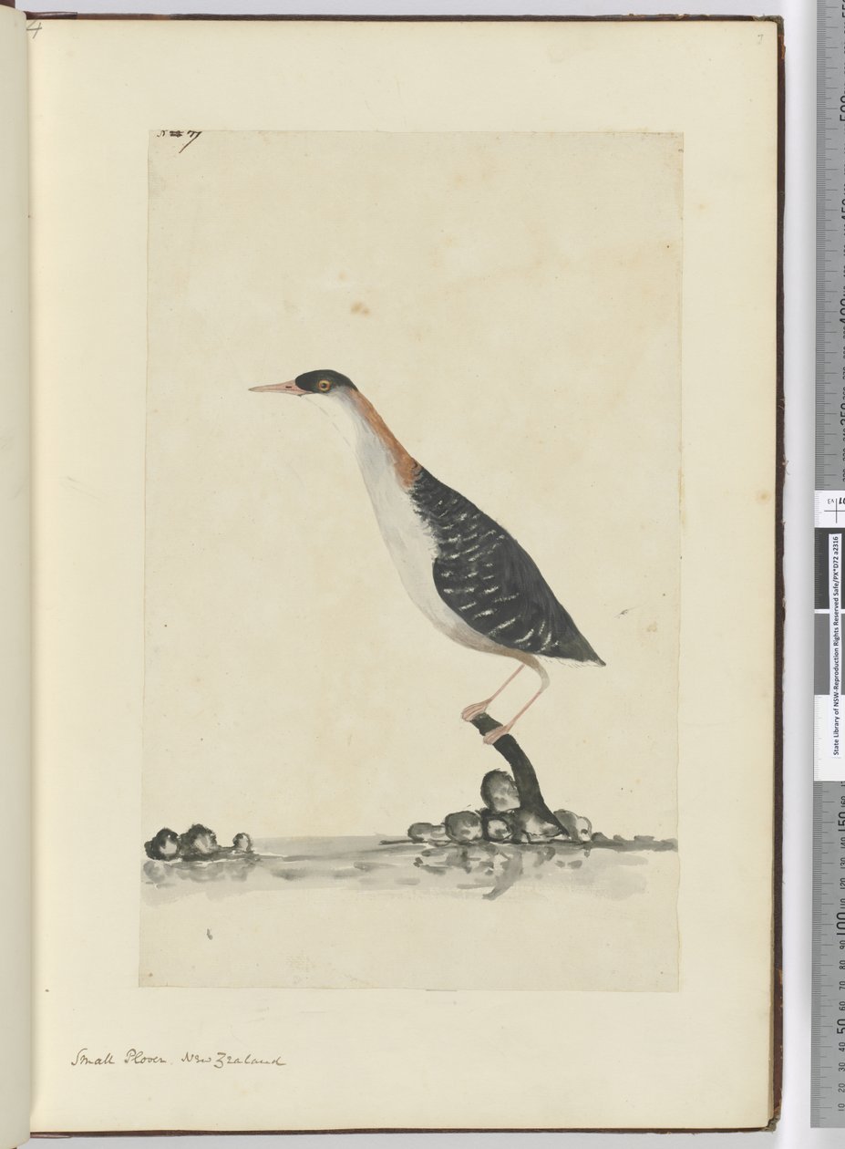 F.7 Kleiner Regenpfeifer, Neuseeland, 1772-75 von Isaac Smith
