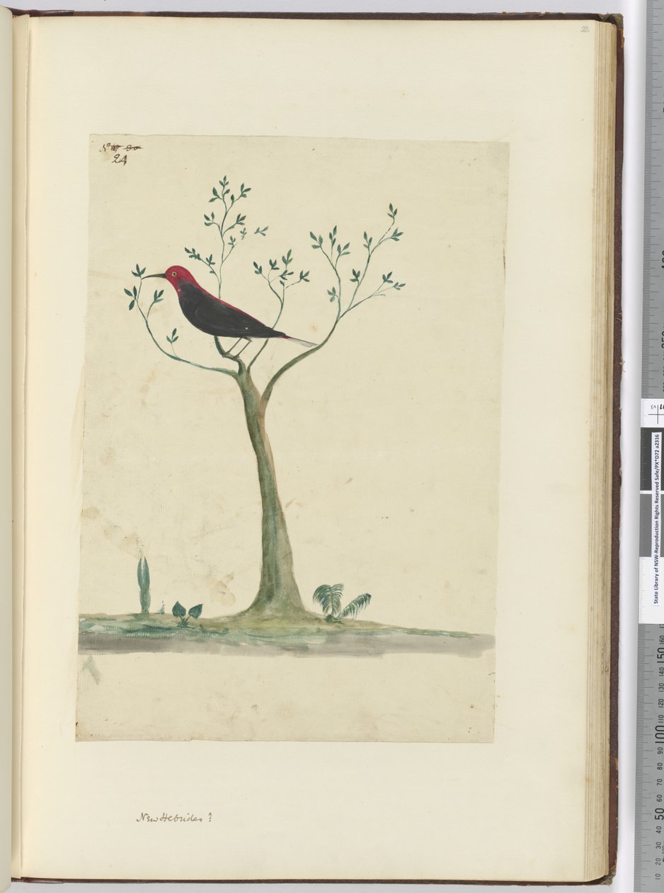 F.24 Neue Hebriden?, 1772-75 von Isaac Smith