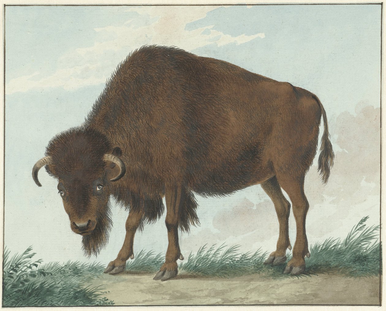 Bison von Isaac van Haastert