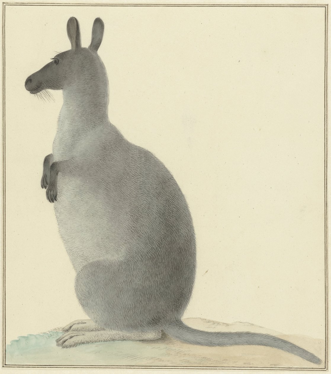 Känguru von Isaac van Haastert
