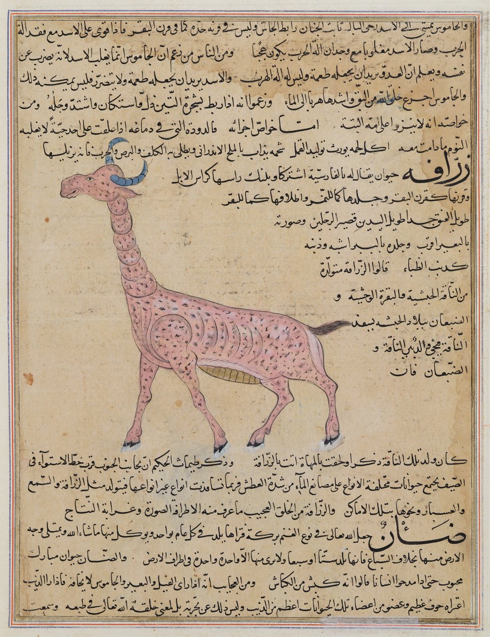 Ms E-7 fol.180 Eine Giraffe, aus 