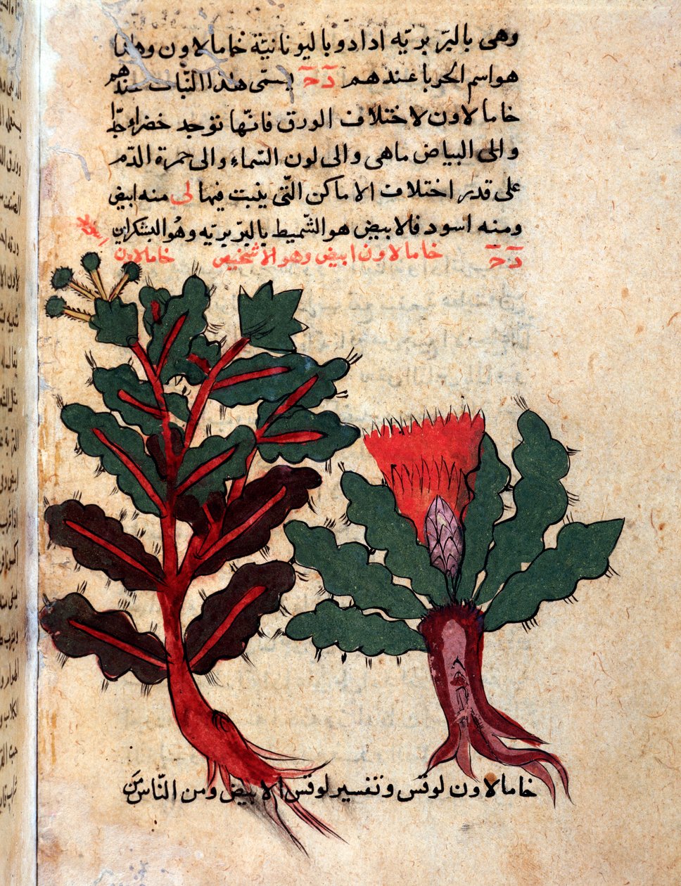 Seite aus einem medizinischen Herbarium (Manuskript) von Islamic School