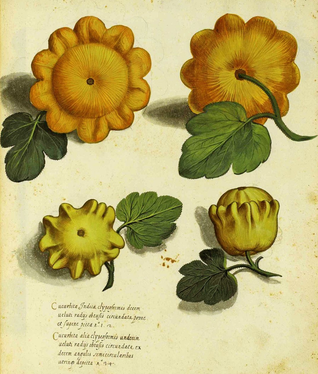 Erbstück-Kürbis von Ulisse Aldrovandi (1522 – 1605) Platte veröffentlicht in Piante Fiori Frutti von Italian School