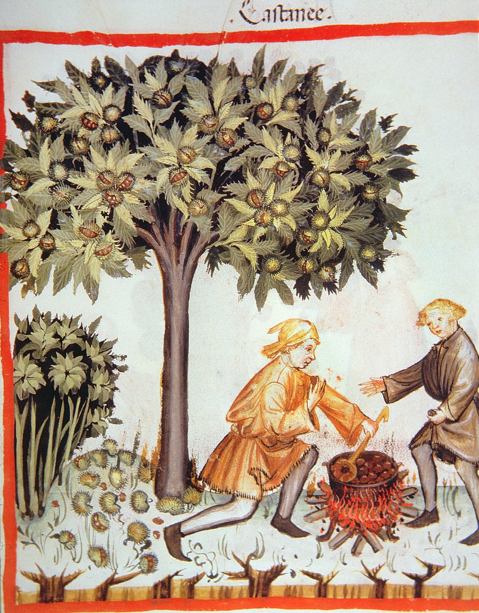 Nova 2644 fol.17r Ernte und Kochen von Kastanien, aus Tacuinum Sanitatis Codex Vindobonensis von Italian School