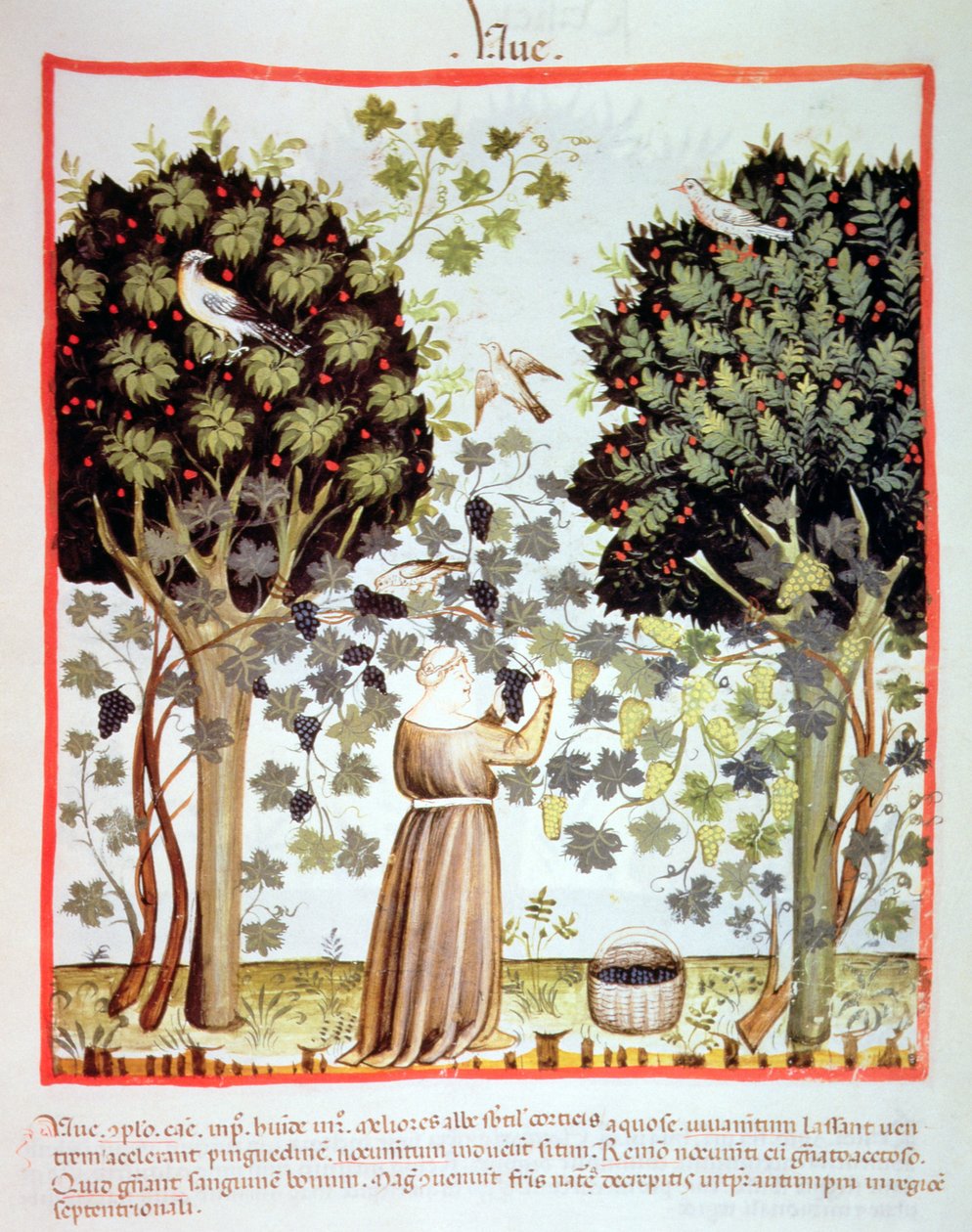 Nova 2644 fol.5r Trauben ernten, Tacuinum Sanitatis von Italian School
