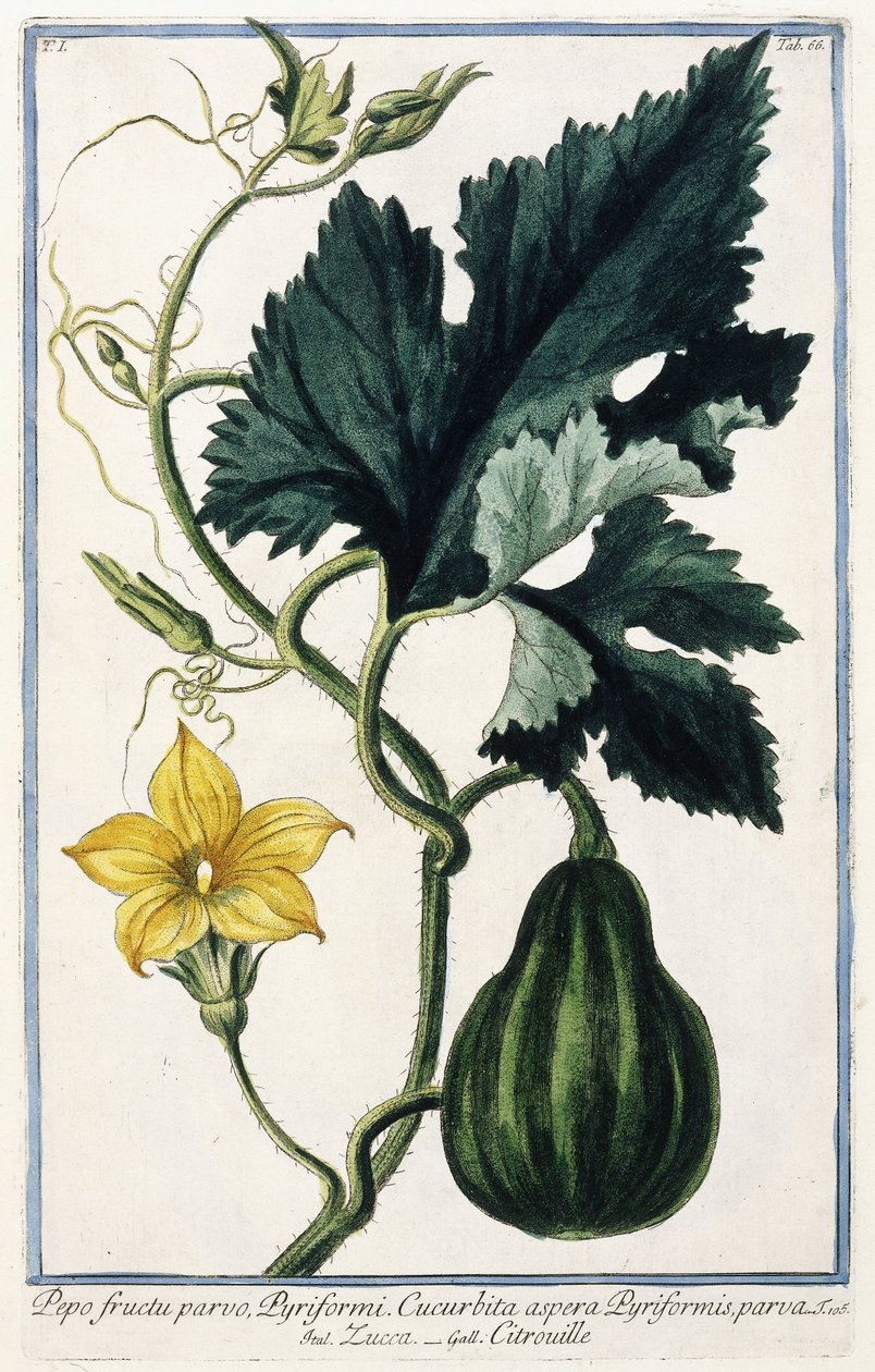 Ein Kürbis, 1772-1784 von Italian School