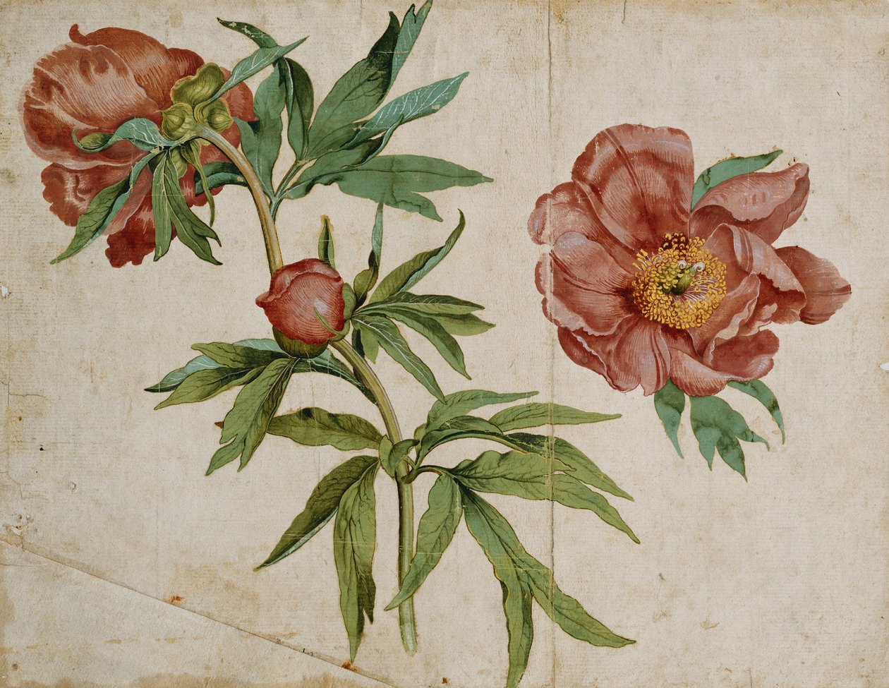 Studie von Pfingstrosen von Italian School