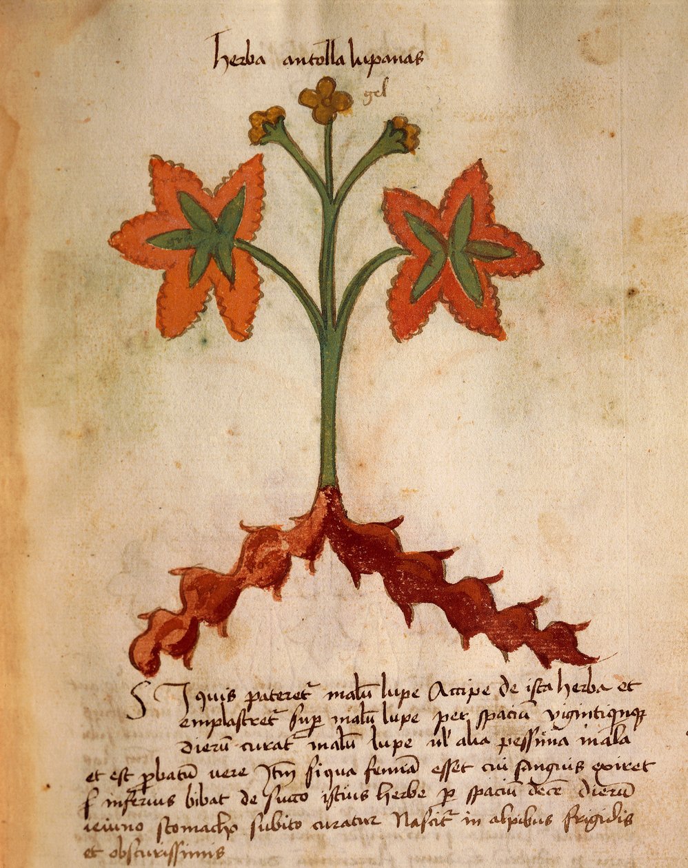 Antollas Lupanas von Italian School