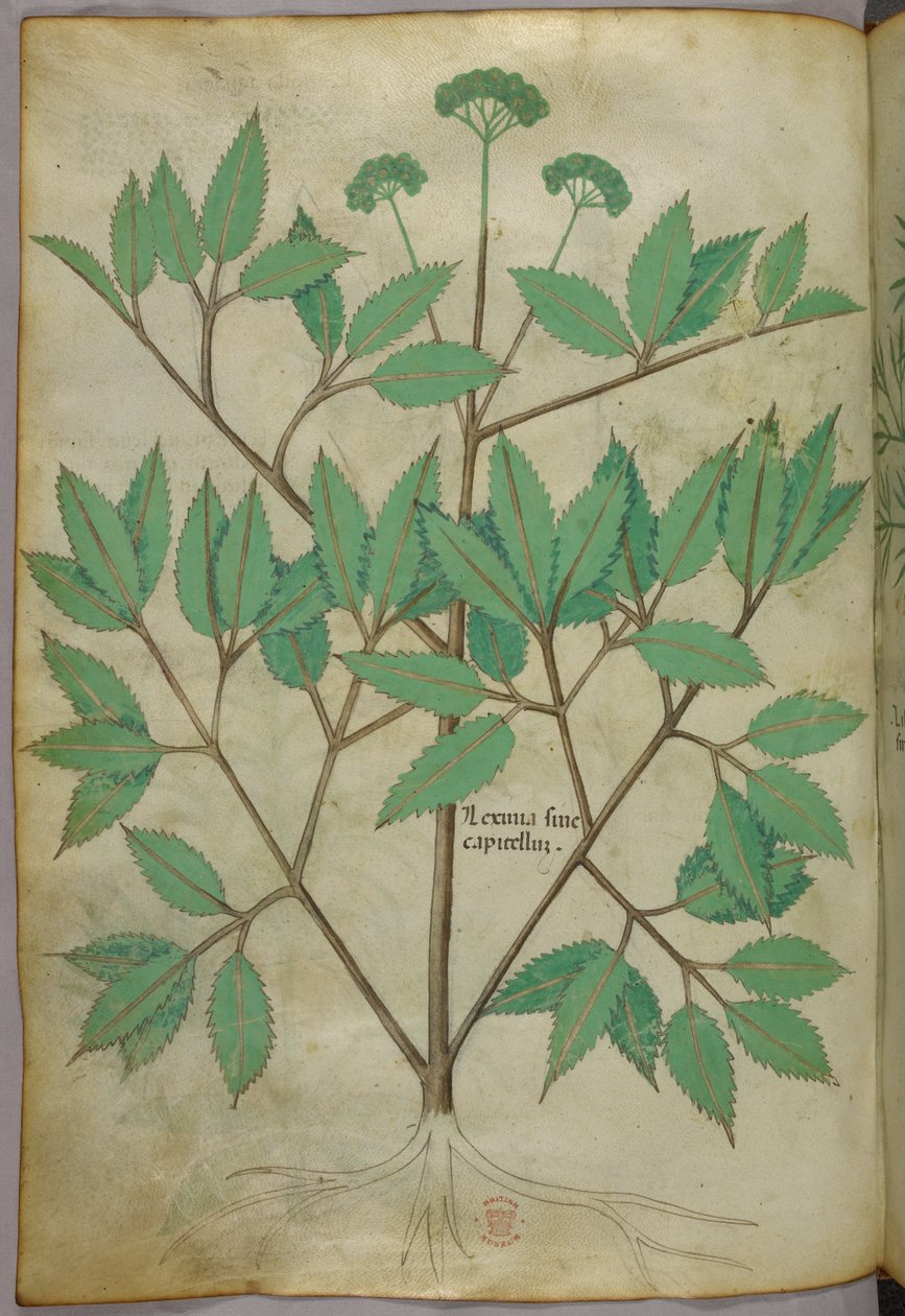 Botanische Illustration, ca. 1440 von Italian School