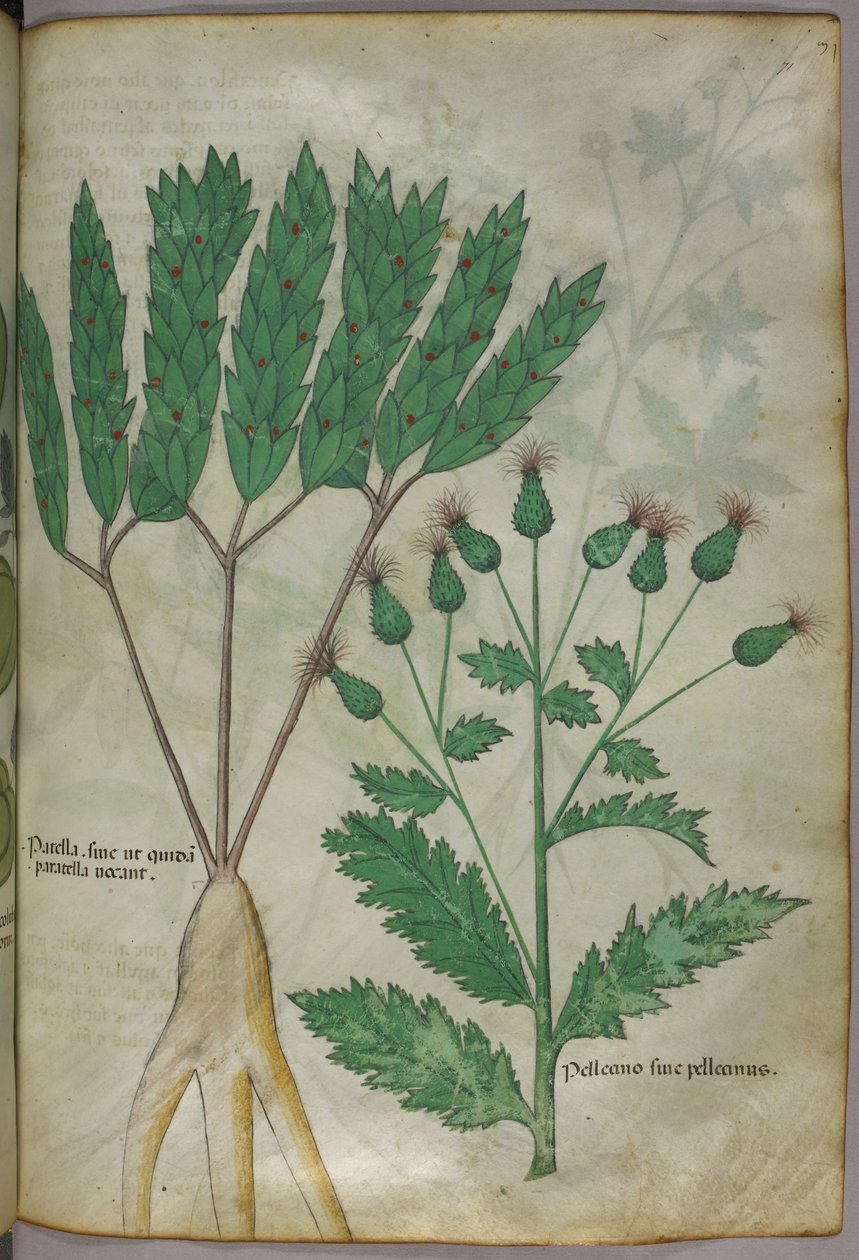 Botanische Illustration, ca. 1440 von Italian School