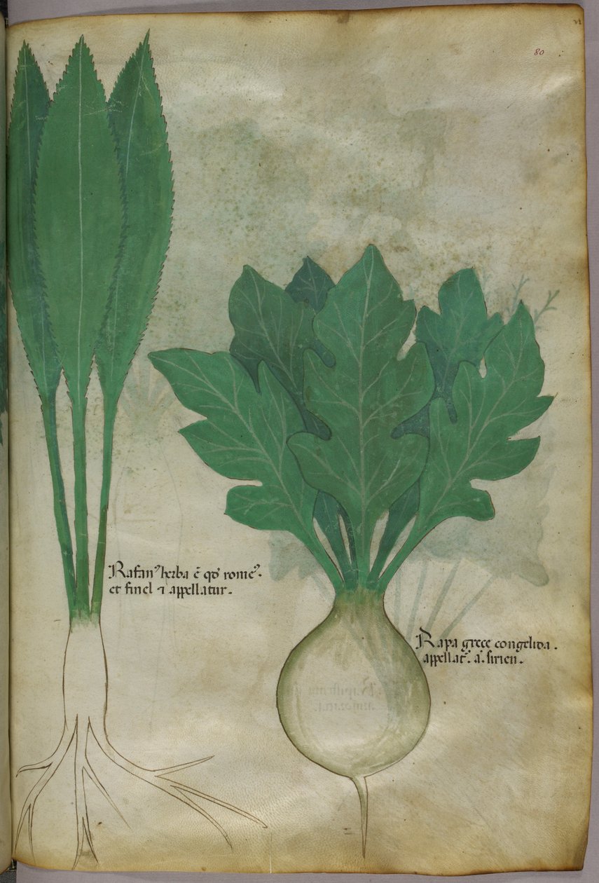 Botanische Illustration, ca. 1440 von Italian School