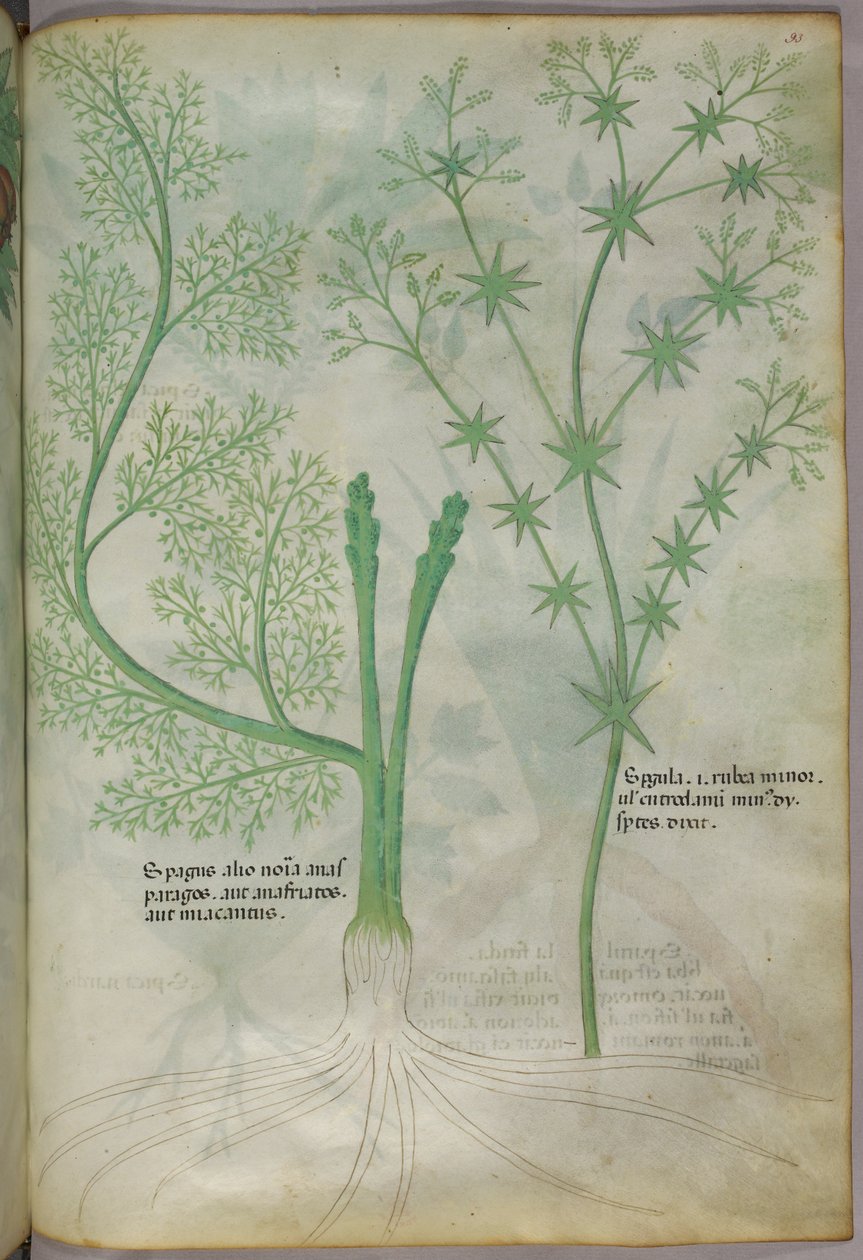 Botanische Illustration, ca. 1440 von Italian School