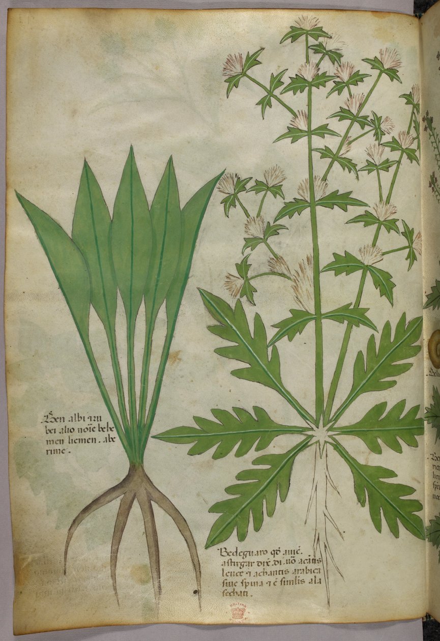 Botanische Illustration, ca. 1440 von Italian School