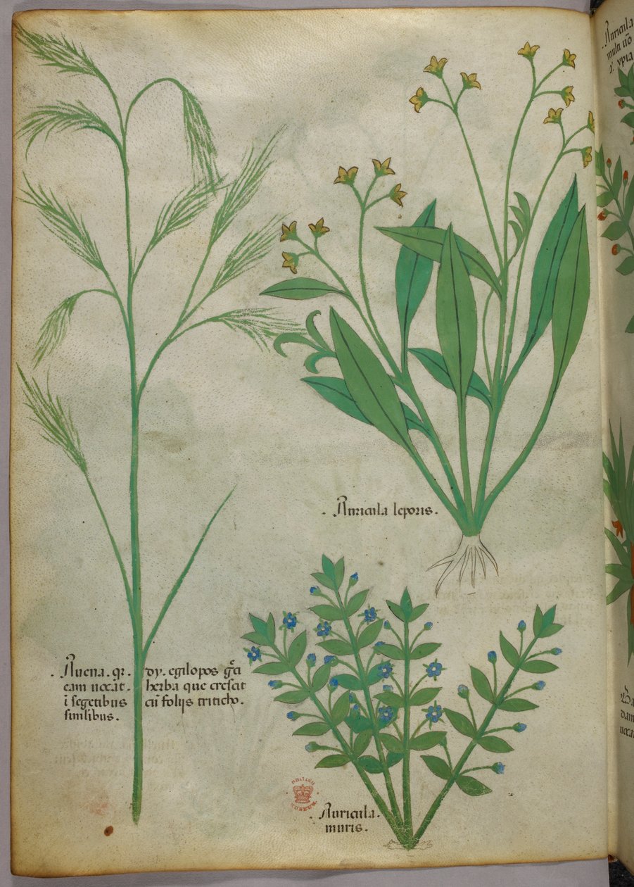 Botanische Illustration, ca. 1440 von Italian School