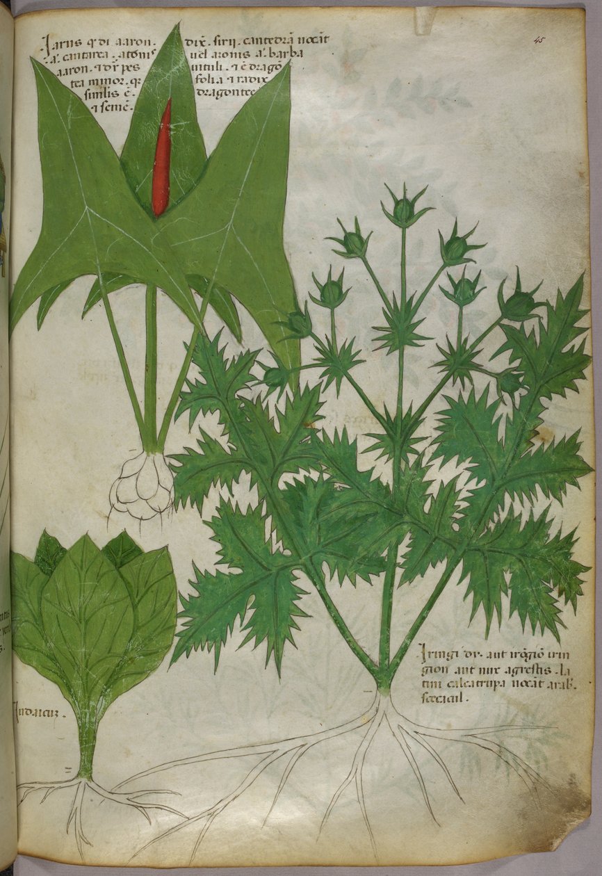 Botanische Illustration, um 1440 von Italian School