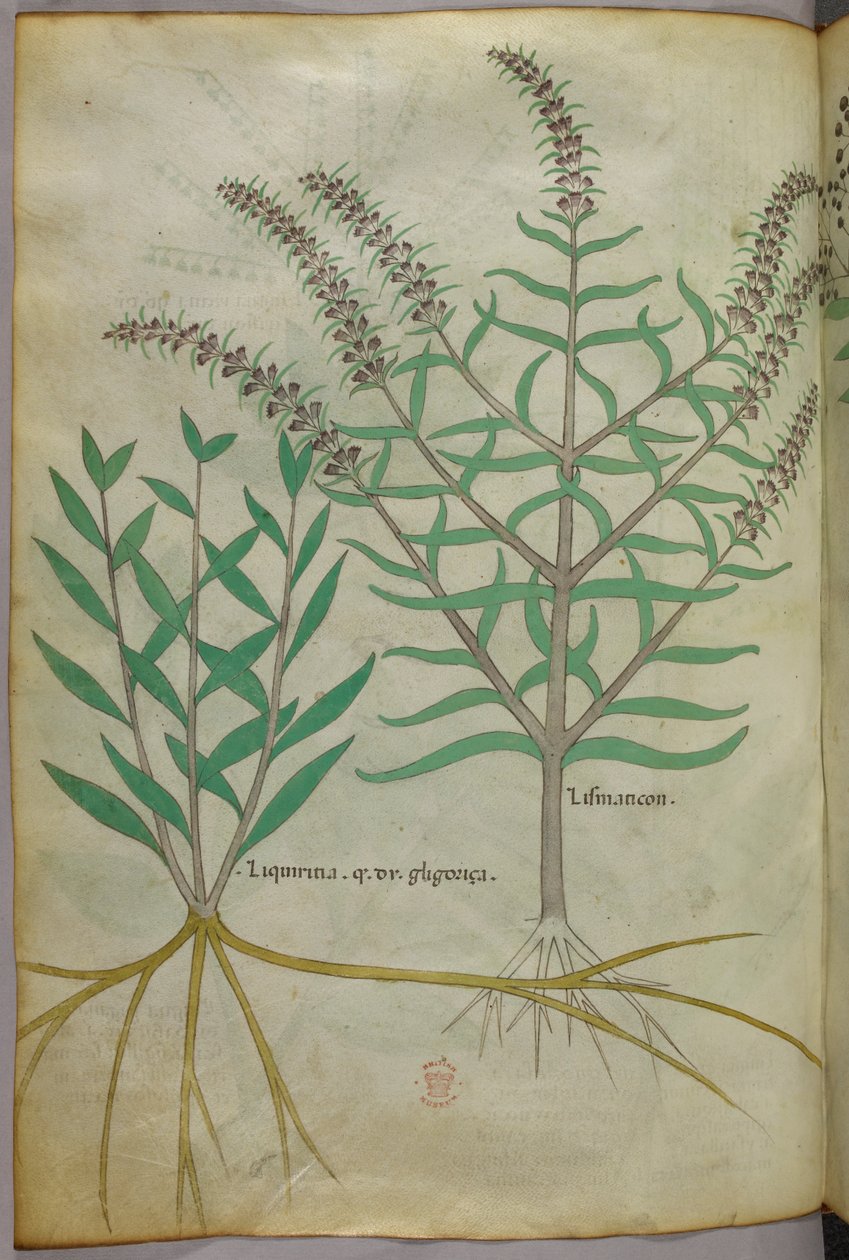 Botanische Illustration, ca. 1440 von Italian School