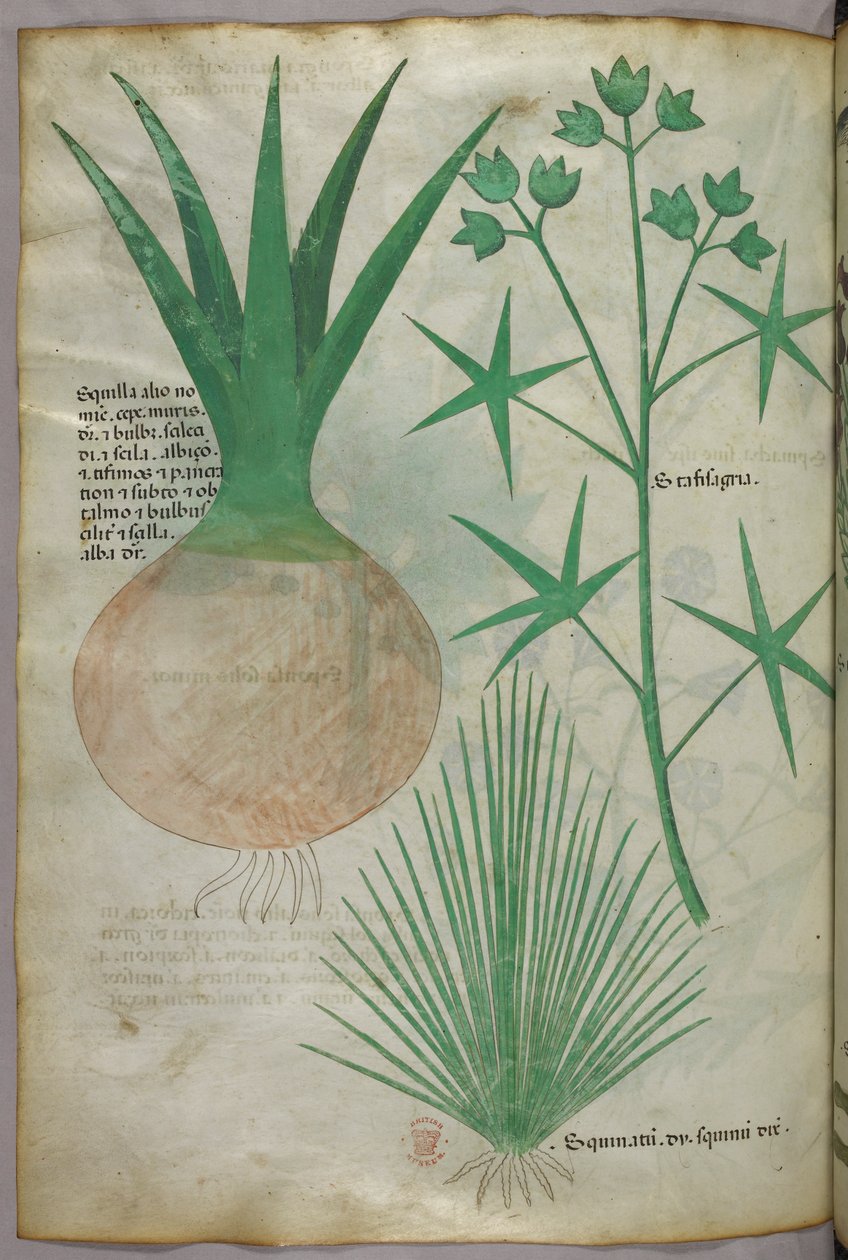 Botanische Illustration, ca. 1440 von Italian School
