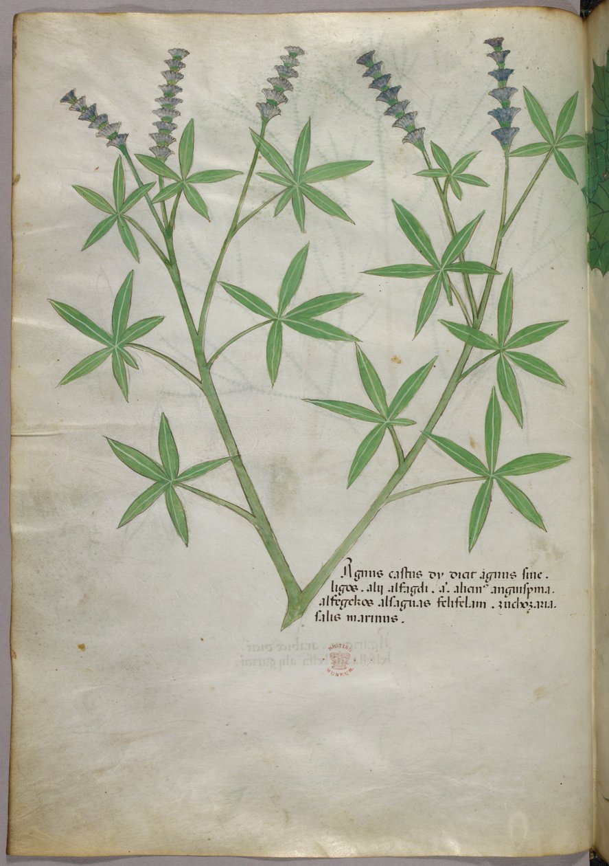 Botanische Illustration, ca. 1440 von Italian School