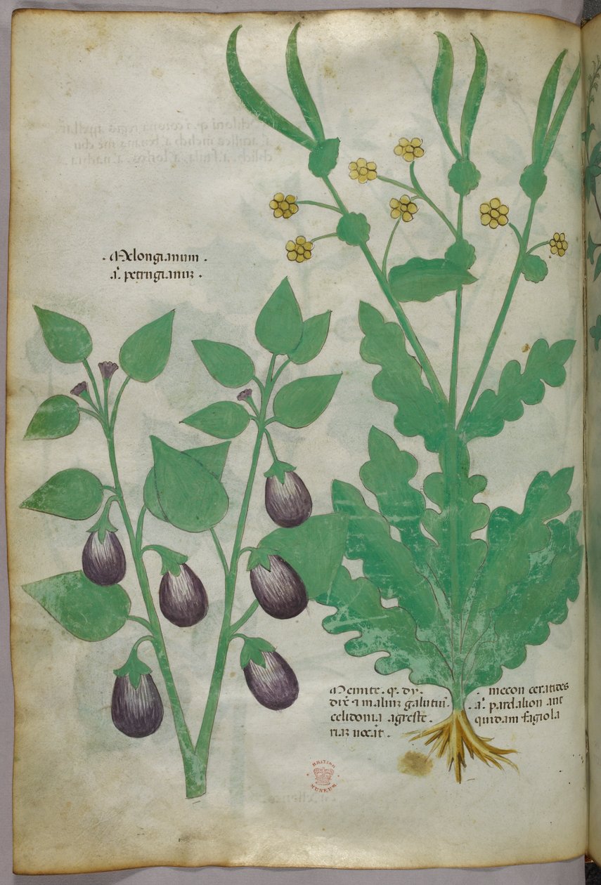 Botanische Illustration, ca. 1440 von Italian School