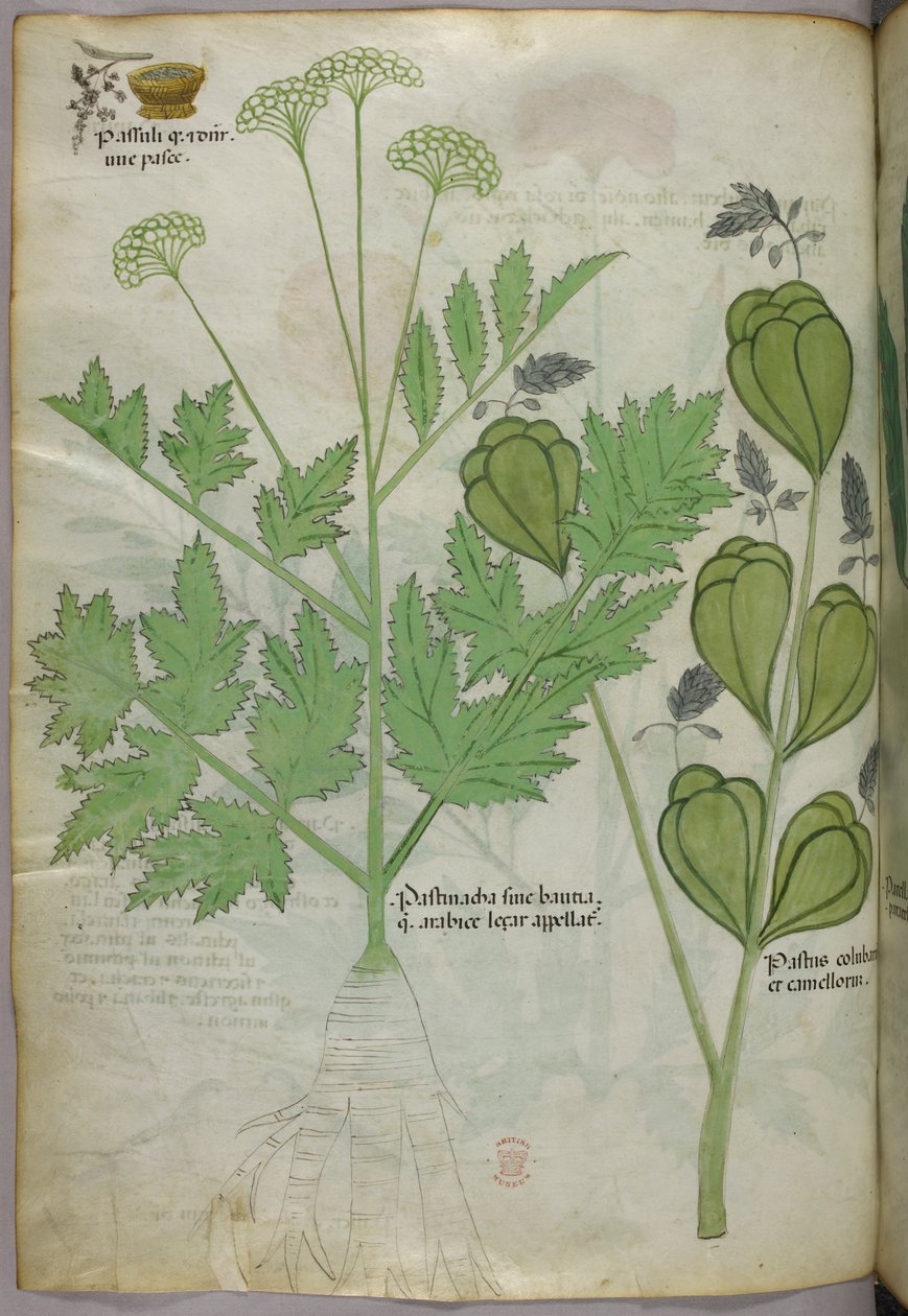 Botanische Illustration, ca. 1440 von Italian School