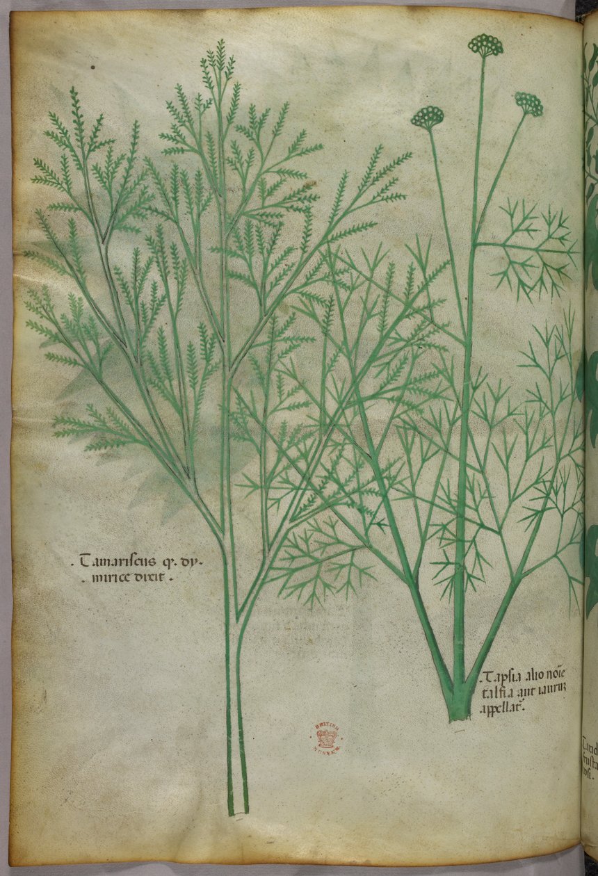 Botanische Illustration, ca. 1440 von Italian School