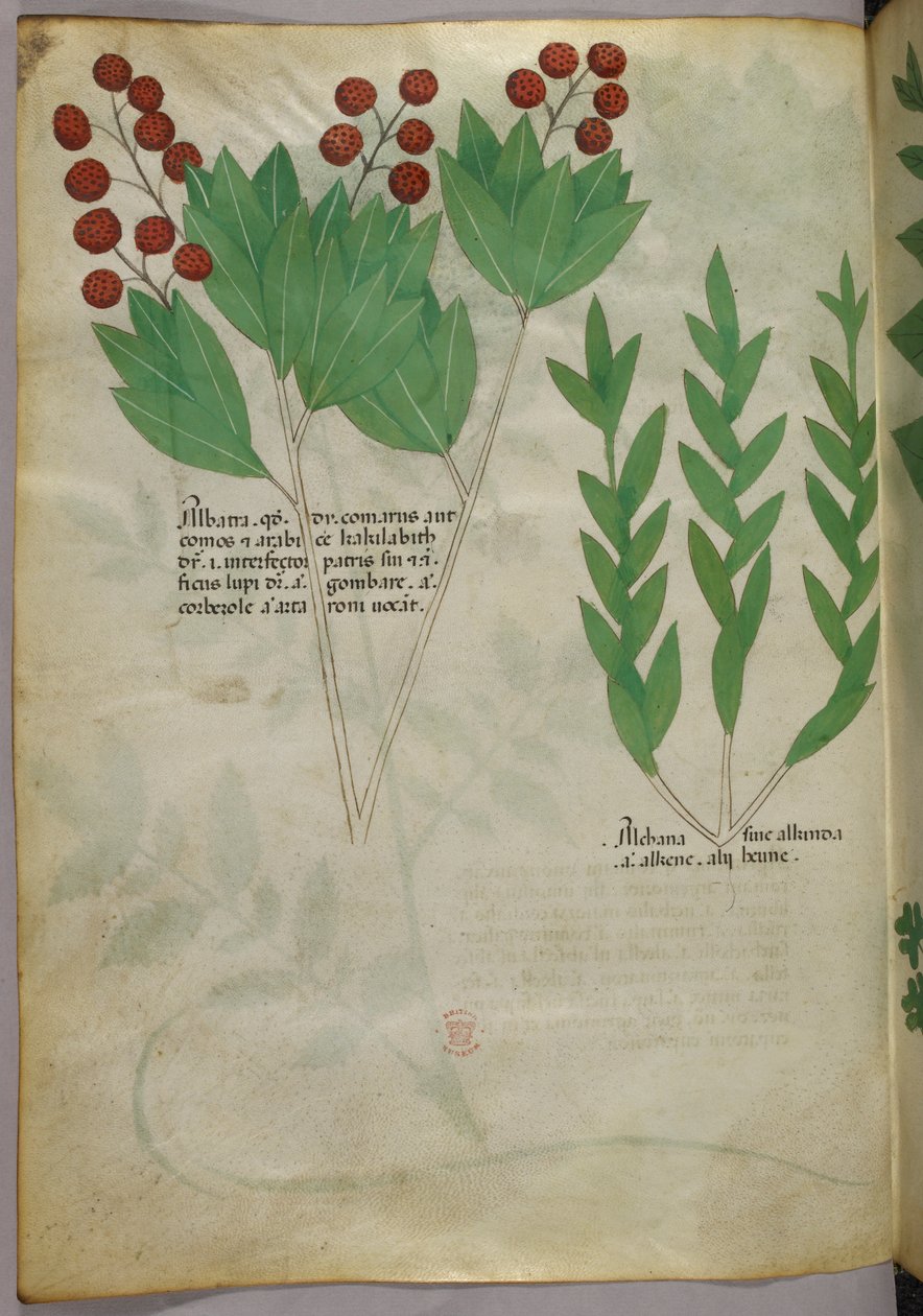 Botanische Illustration, ca. 1440 von Italian School
