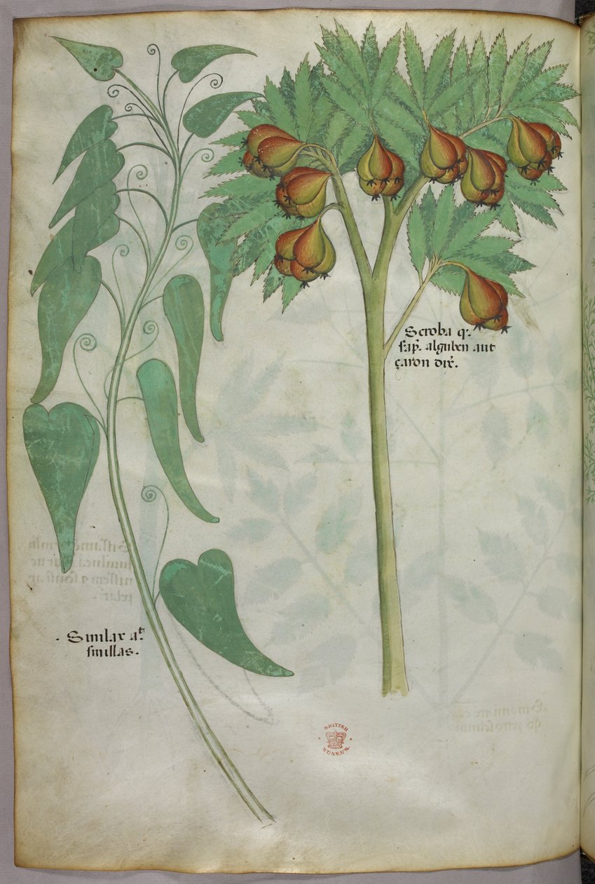Botanische Illustration, um 1440 von Italian School