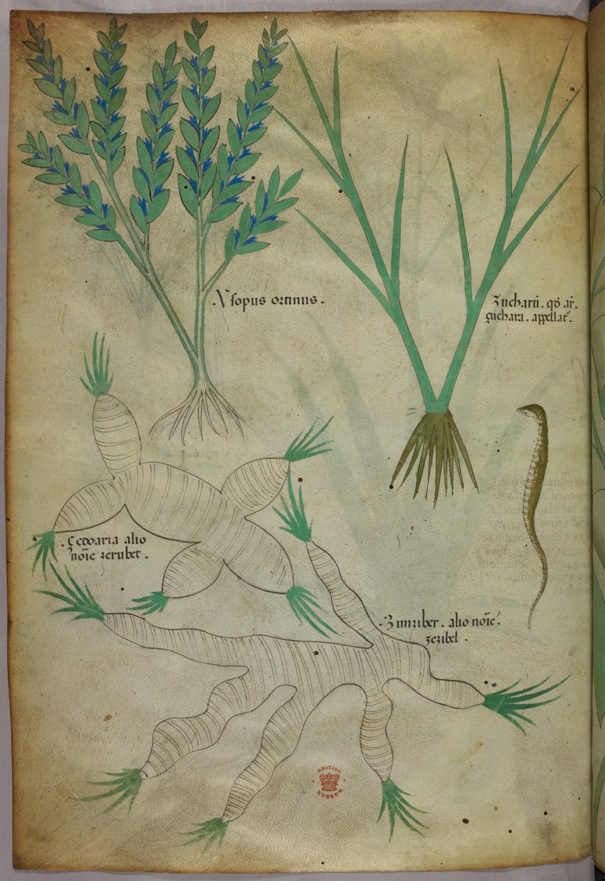 Botanische Illustration, um 1440 von Italian School
