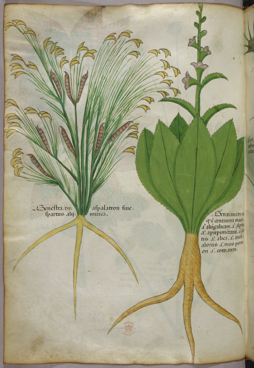 Botanische Illustration, um 1440 von Italian School