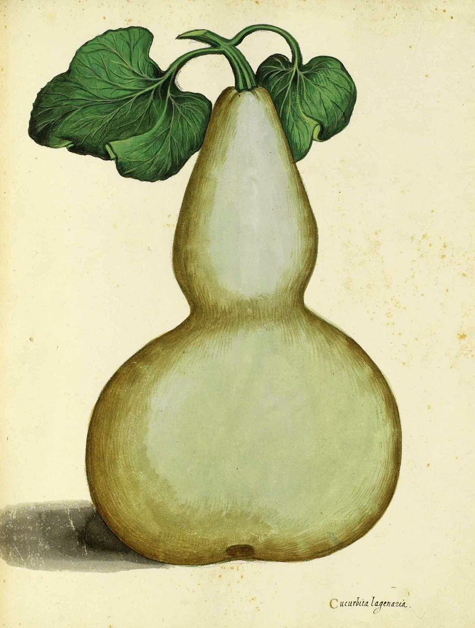 Kalebasse von Ulisse Aldrovandi von Italian School