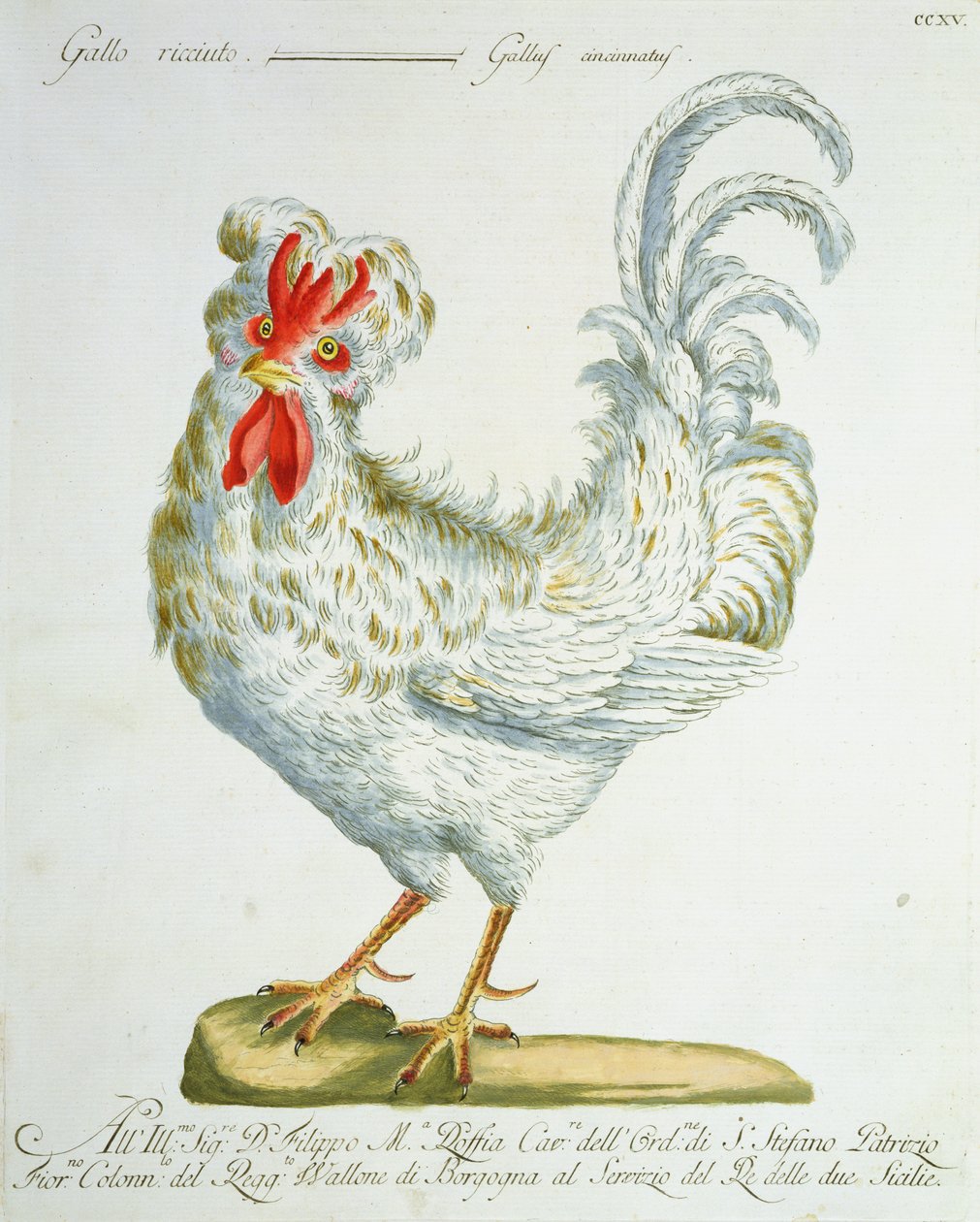 Lockiger Hahn von Italian School